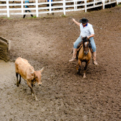 Rodeio 2016 - Provas Campeiras