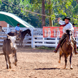 Rodeio 2016 - Provas Campeiras