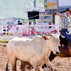 Rodeio 2016 - Provas Campeiras