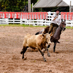Rodeio 2016 - Provas Campeiras