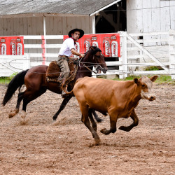 Rodeio 2016 - Provas Campeiras