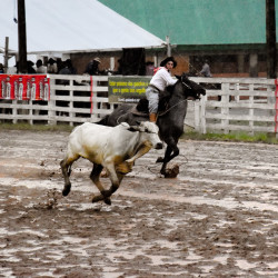 Rodeio 2016 - Provas Campeiras