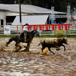 Rodeio 2016 - Provas Campeiras