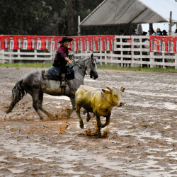 Rodeio 2016 - Provas Campeiras