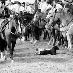 Rodeio 2016 - Abertura Oficial