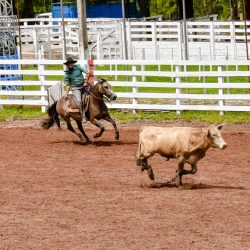 Rodeio 2017 - Provas Campeiras