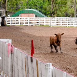 Rodeio 2017 - Provas Campeiras