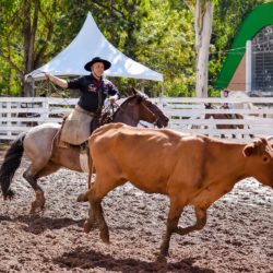 Rodeio 2018 - Provas Campeiras