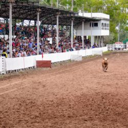 Rodeio 2018 - Provas Campeiras